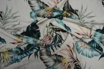 Lady McElroy Bajan Palms - Remnant - 1.3m